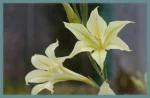 GLADIOLUS GENERAL