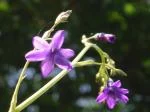 Conanthera