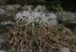 PANCRATIUM GENERAL