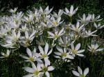 ZEPHYRANTHES GENERAL