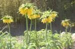 Fritilaria GENERAL
