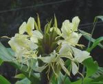 Hedychium densiflorum