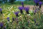 Leopoldia