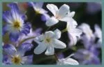 LEUCOCORYNE GENERAL PLUS