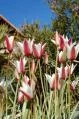 Tulipa GENERAL