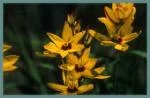 IXIA GENERAL