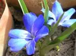 Tecophilaea