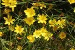 Nothoscordum: voir Ipheion