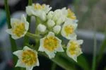 Zigadenus