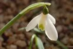 Galanthus