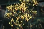Anigozanthos