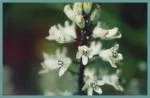 Bellevalia hyacinthoides ex ramiflora