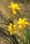 Chlidanthus