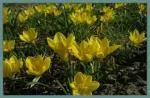 Sternbergia