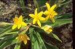 Hypoxis