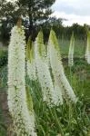 Eremurus stenophyllus