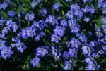 Colis 'jardin bleu"