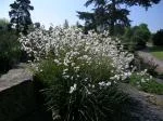 Libertia