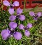 Herbertia