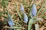 MUSCARI GENERAL