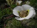 Calochortus