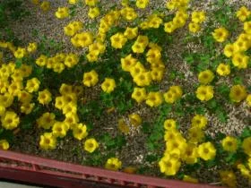 Oxalis lobata