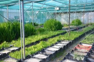 Floraison d’hiver 2017