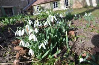 Galanthus elwesii (Perceneige)