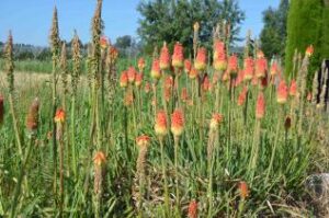Kniphofia uvaria