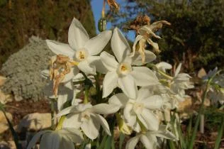 Narcissus tazetta Paperwhite