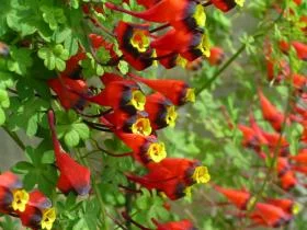 Tropeaolum tricolor: (Actuellement en fleurs)