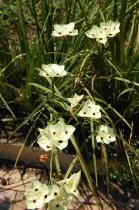 Dietes bicolor