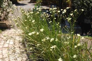 Floraison d'été