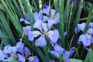 Iris unguicularis disponible