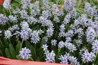 Scilla lingulata tardive