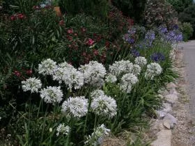 Agapanthus praecox albiflorus