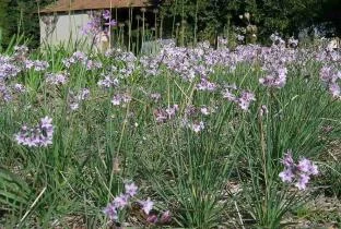 Tulbaghia comminsii