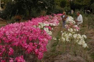 Amaryllis belladonna