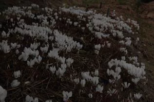 Bientôt  fin de plantation!!