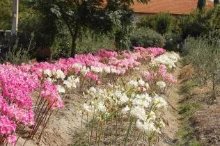Amaryllis belladonna