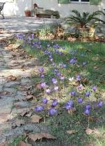 Crocus  speciosus sous les platanes