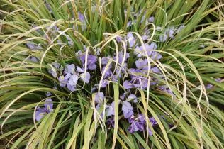 Iris unguicularis (Iris d'Alger)