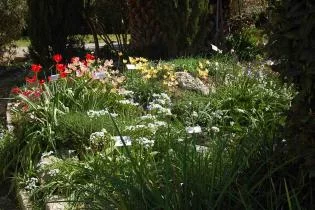 un des nos massifs (Tulipa, Allium, Anemone, Chasmanthe)