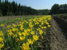 Sternbergia lutea
