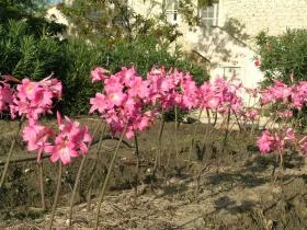 Amaryllis belladonna  Rose foncé