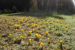 jardin d’Hiver