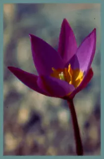Tulipa bakeri