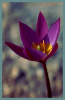 Tulipa bakeri