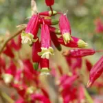 Dichelostemma ida-maia — Firecracker