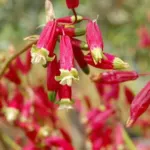 Dichelostemma ida-maia — Dichelostemma